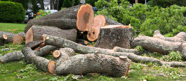 Reliable Dunlap, IA Tree Removal Services Solutions